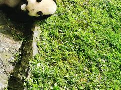 -都江堰中华大熊猫苑