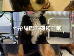 -悦宠凯宝动物医院·牙科·皮肤科(朝阳北路店)