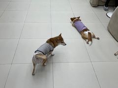 -怪兽屋·羊驼·猫咖·狗咖(俊华广场店)