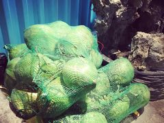 -东椰·海南椰子鸡火锅(朝阳门店)