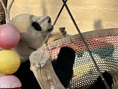 -石家庄市动物园