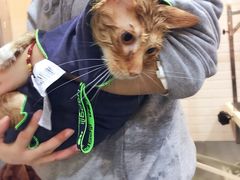-PETKIT小佩宠物(古北店)