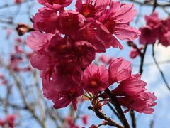 -莲花山公园