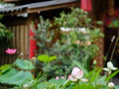 -田园印象·成都土菜院子(华阳店)