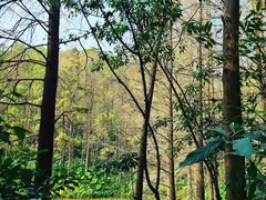 -深圳仙湖植物园