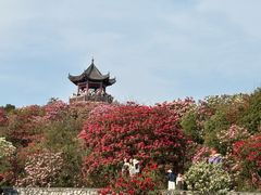 -贵州百里杜鹃风景名胜区