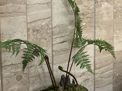 -阿斯牛牛·凉山菜(新会展店)