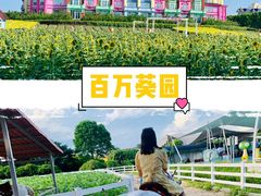 -百万葵园