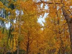 -大兴滨河森林公园