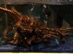 -海鲜城大家餐厅