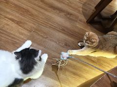 -有猫主题·治愈系猫咖(曾厝垵店)