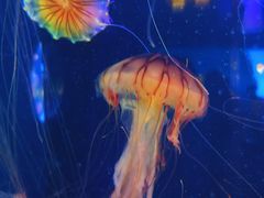 -太平洋海底世界