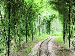 -合肥滨湖国家森林公园