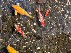 -广州白天鹅宾馆