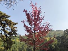 -香山公园