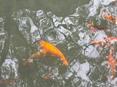 -唐风温泉