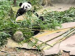-都江堰中华大熊猫苑