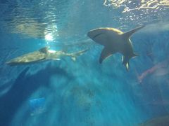 景点-北戴河圣蓝海洋公园