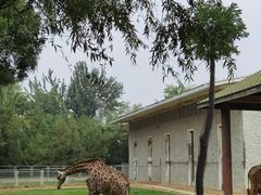 -石家庄市动物园