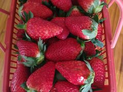 -胜丰草莓采摘园