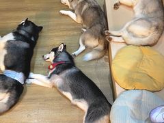 -Husky Go! 哈士奇体验馆·宠物咖啡厅狗咖