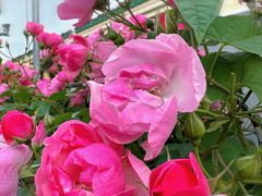 -新虹桥中心花园