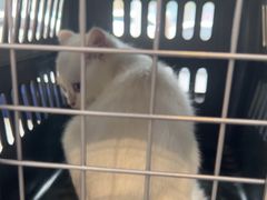 -伟伟宠物医院·CT影像中心·瑞派犬猫综合性门诊(汉口总院)