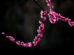 -红梅公园