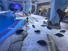 -上海海昌海洋公园
