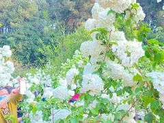 -金水泊山庄·花椒鸡(铁山坪店)