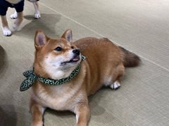 -逗柴咖啡屋·狗咖猫咖宠物桌游