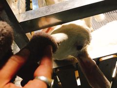 -上海大自然野生昆虫馆(东方明珠·爬宠昆虫探索中心)