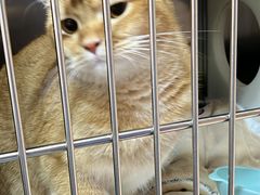 -御宝贝·A梦猫科宠物医院(国际猫友好医院)
