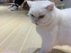 -momokira米努特·德文卷毛猫·棉花面纱犬