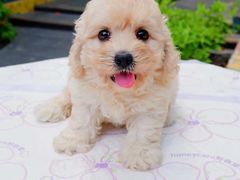 -翊宠yipet猫狗购宠庄园犬舍•猫舍