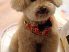 -帕帕拉兹宠物(亚洲旗舰店)