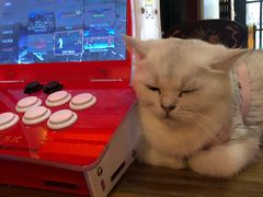 -猫色咖啡·猫咖