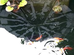 -慢丽江·云南野生菌土鸡锅(西山店)