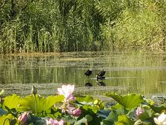 -野鸭湖国家湿地公园