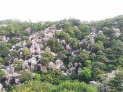 -梧桐山风景名胜区