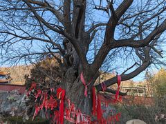 -遵化市禅林寺古银杏风景园