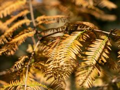 -武陵山森林公园