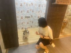 -宠物之家Pets Home 宠物寄养酒店
