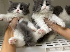 -lincat·猫舍(广州店)