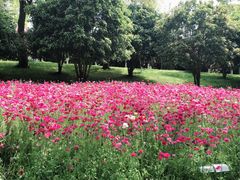-上海鲜花港