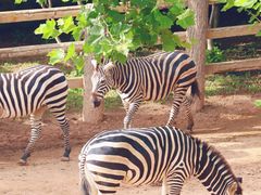 -西霞口神雕山野生动物世界