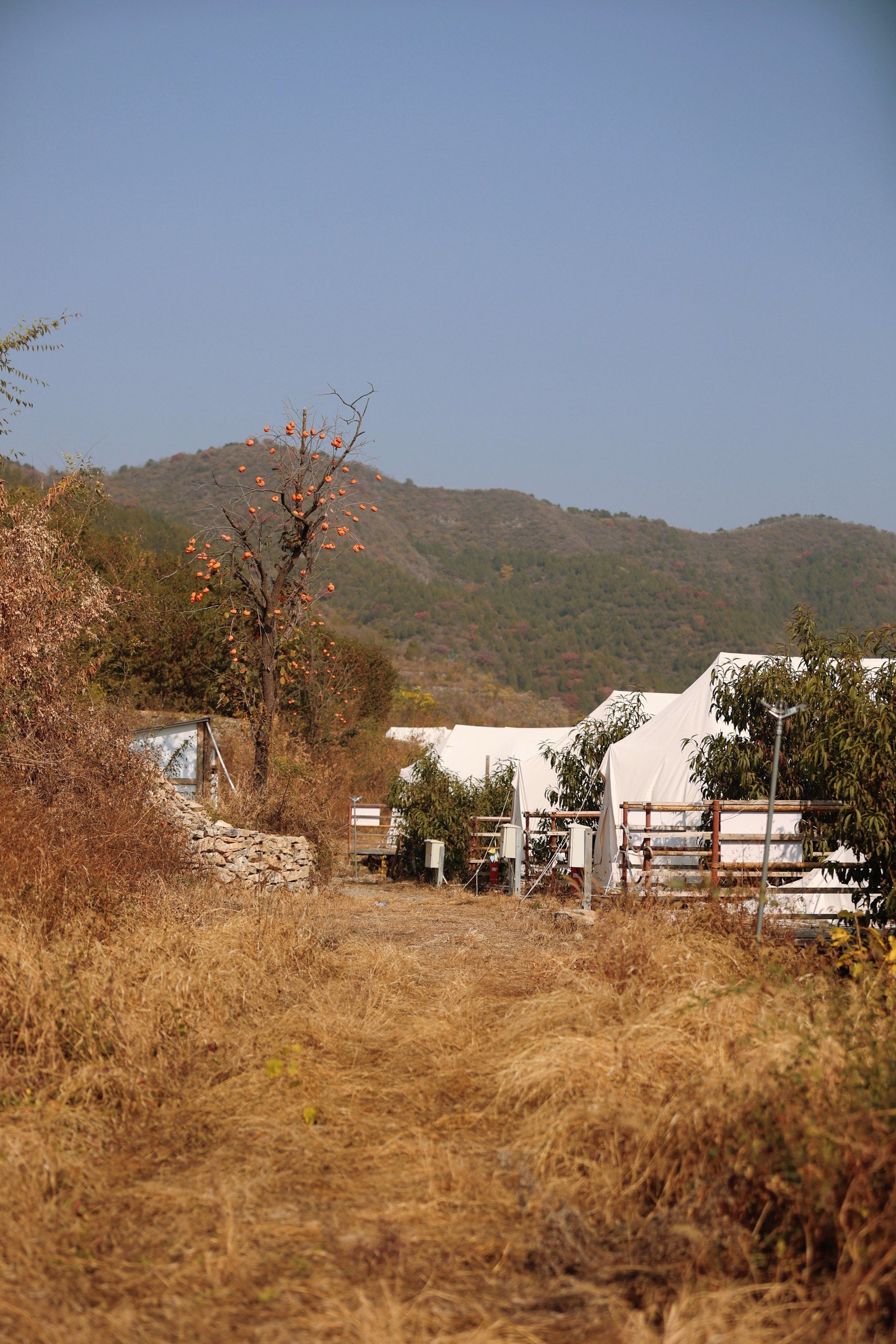 10.28实拍平谷桃花坞 | 赏秋叶摘柿子,露营烧烤喝咖啡