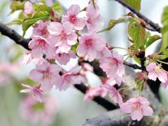 -顾村公园