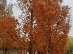 -元大都城垣遗址公园