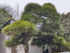-中国唐苑